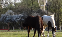Stajnia Equus w Żabieńcu